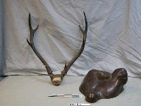 藏品(鹿角(含底座))的圖片